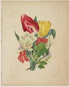 Kytice tulipánů, z Flora