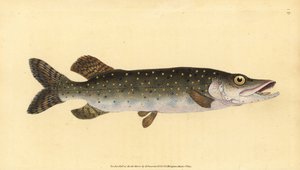 Štika severní, Esox lucius. Ručně kolorovaný mědiryt nakreslený a rytý Edwardem Donovanem z jeho Natural History of British Fishes, Donovan a F.C. a J. Rivington, Londýn