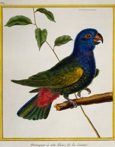 Papoušek modrohlavý (Pionus menstruus), z Natural History of Birds
