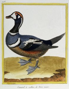 Věda. Zoologie. Kachna z Newfoundlandu. Rytina Francoise Nicolase Martineta v: Histoire naturelle des oiseaux, Georges Louis Leclerc de Buffon, Francie, kolem 1777 (barevná rytina)