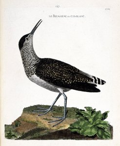 Zoologická mapa (ornitologie): zobák nebo cul-blanc (bílý zadek, culblanc rytíř nebo Tringa ochropus). Ilustrace v „Dějiny ptáků, malované v jejich vzhledu a citlivých aspektech“ od Francoise Nicolase Martineta (1731-1800). Soukromá sbírka od Francois Nicolas Martinet