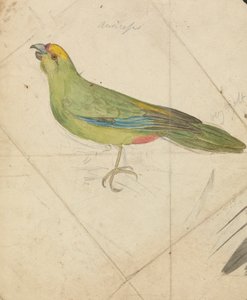 Papoušek od James de Carle Sowerby