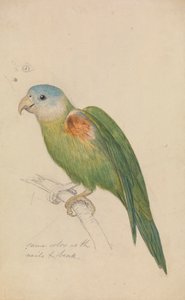 Papoušek od James de Carle Sowerby