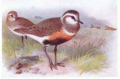 Dotterell, z Birds of the British Isles and Their Eggs vydané Frederick Warne & Co Ltd, 1958 od Archibald Thorburn