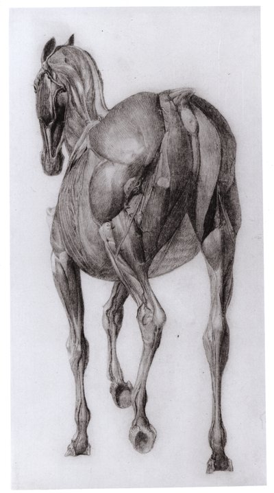 Dorzální pohled na svalovou strukturu progresivně pitvaného koně, studie č. 7 z The Anatomy of the Horse, 1766 od George Stubbs