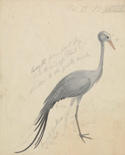 Jeřáb od James de Carle Sowerby